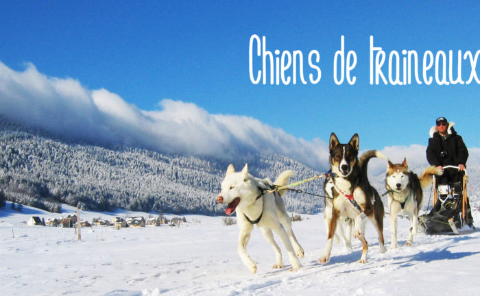 Chiens de traineaux - Une blonde en Norvège