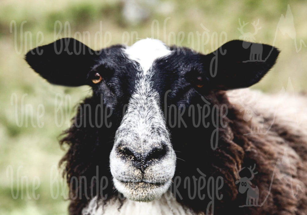 Mouton rêveur