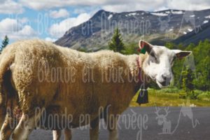 Mouton calme - Une blonde en Norvège