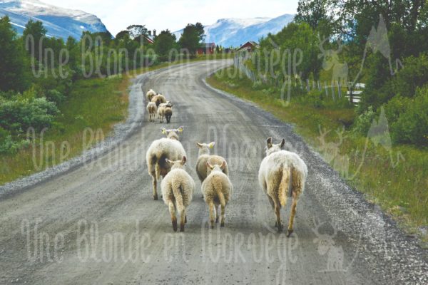 Mouton randonneurs - Une blonde en Norvège