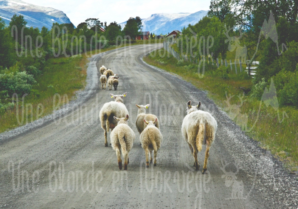 Moutons randonneurs