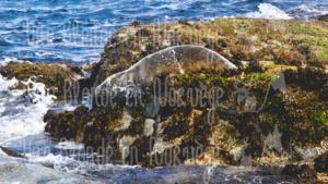 Phoque sauvage plongeur - Une blonde en Norvège