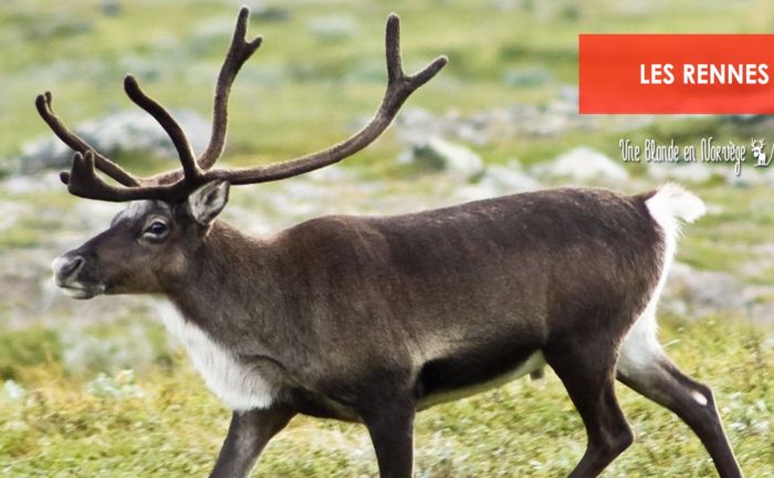 Les rennes - Une blonde en Norvège