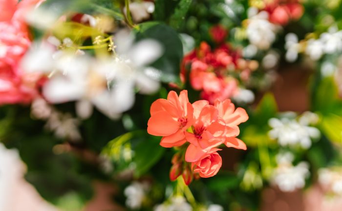 Jardin botanique Oslo - Une blonde en Norvège