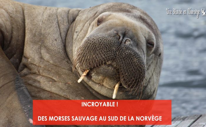 Freya, morse sauvage - Une blond en Norvège