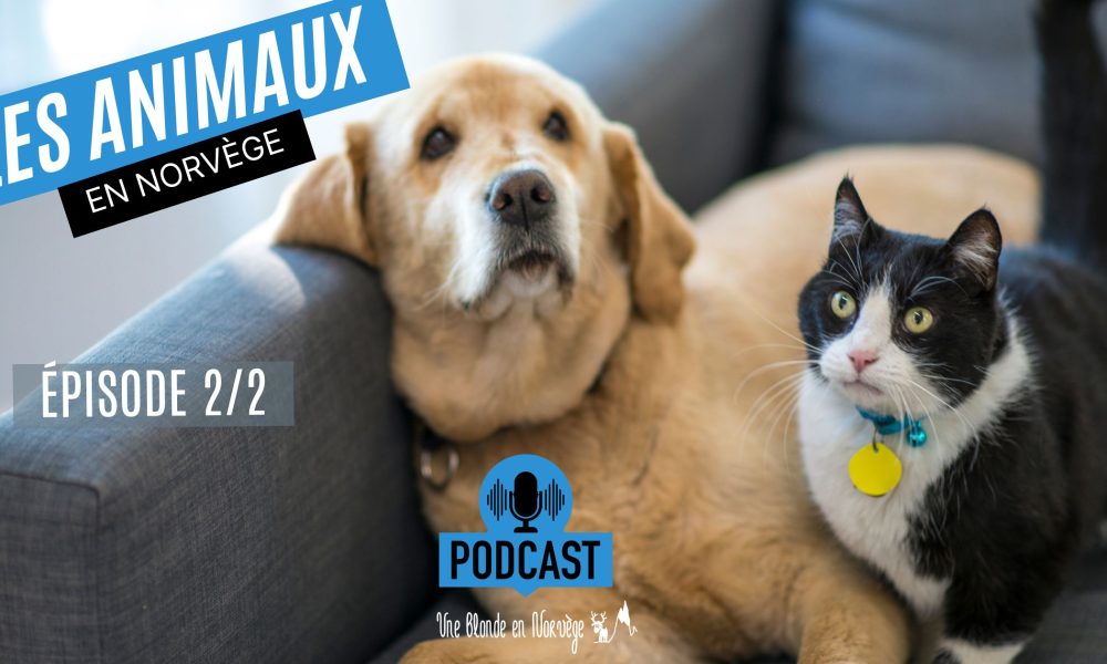 Les animaux de compagnie en Norvège 2/2 (podcast) - Une blonde en Norvège