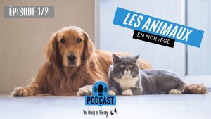 Les animaux en Norvège (1/2) - Une blonde en Norvège