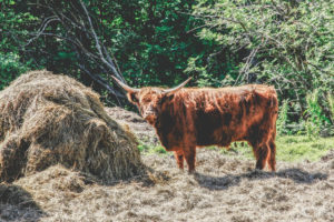Vache écossaise - Une blonde en Norvège