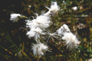 Linaigrette - Une blonde en Norvège