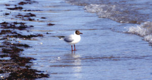 Mouette rieuse - Une blonde en Norvège