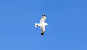 Mouette en vol - Une blonde en Norvège
