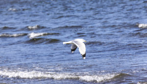 Mouette au ras de l'eau - Une blonde en Norvège