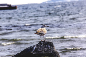 Oiseau penseur - Une blonde en Norvège