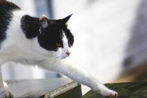 Chat curieux - Une blonde en Norvège