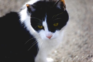 Chat sage - Une blonde en Norvège