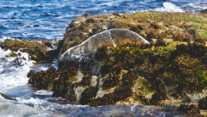 Phoque sauvage plongeur - Une blonde en Norvège