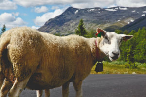 Mouton calme - Une blonde en Norvège