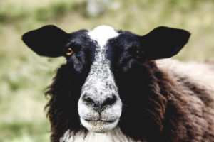 Mouton rêveur - Une blonde en Norvège