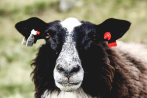 Mouton rêveur - Une blonde en Norvège