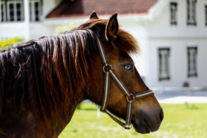 Cheval songeur - Une blonde en Norvège